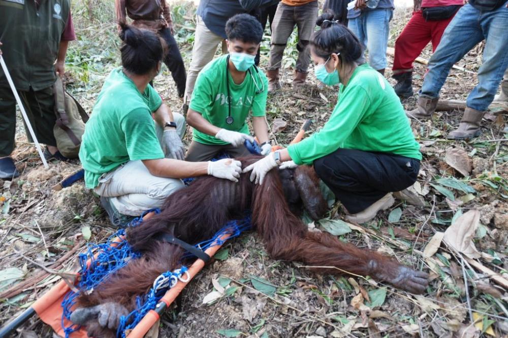 Dua Orangutan Keluar Hutan di Kaltim Imbas Kemarau, Satu Alami Dehidrasi Berat