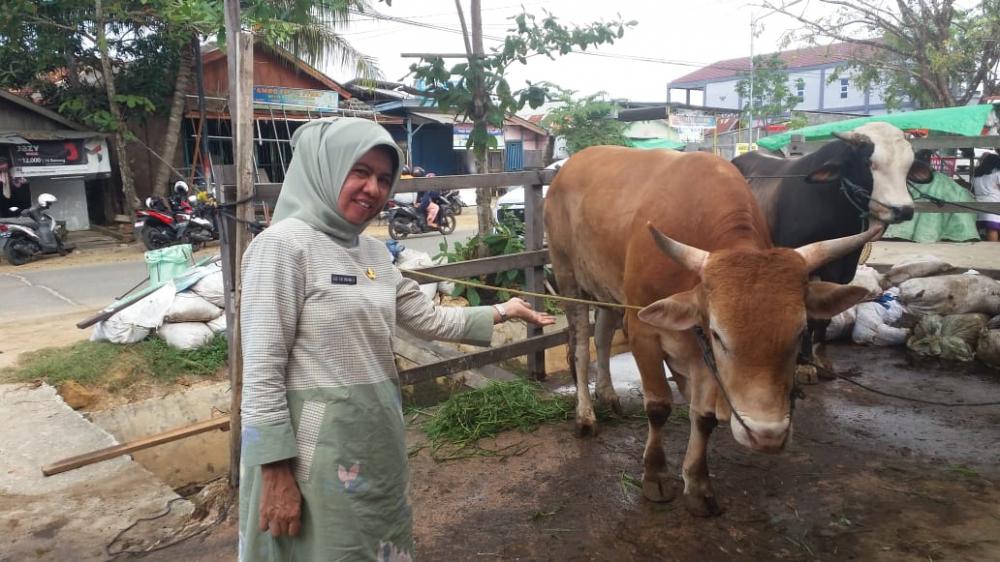 Ribuan Hewan Ternak di Bontang Dipastikan Layak Qurban