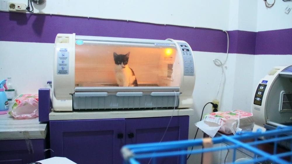 Ancaman Nyata Asap Karhutla di Balikpapan: Kucing Sesak Napas, Monyet Liar Tumbang