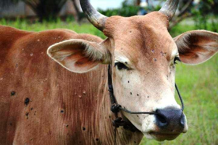 Resmi, Bontang Larang Sapi Kurban dari Jawa