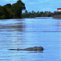 Sungai Mahakam Surut, Pesut Hadapi Ancaman Baru 