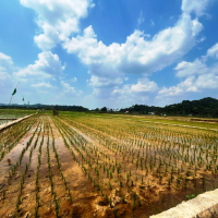 Kemarau Tekan Pertanian Samarinda, 654 Hektare Lahan Kekurangan Air