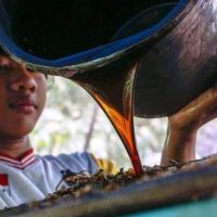 Cerita Hutan dan Manfaat Ekonomi bagi Masyarakat tanpa Menebang Pohon