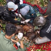 Karhutla Ketapang Kepung Habitat, Induk dan Anak Orangutan Dievakuasi