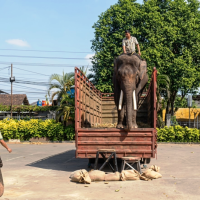 Di Balik Translokasi Gajah Sumatera ke Kaltim, JATAM Endus Aroma Greenwashing 