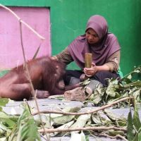 Trauma Lestari, 6 Tahun Belajar di Alam Samboja Balik Kandang Saat Karhutla Datang