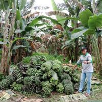 Dihantam Fusarium dan Layu Bakteri, Produksi Pisang Kaltim Anjlok 60 Persen