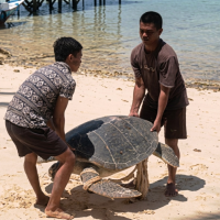 Penyu Langka Dibantai Saat Bertelur di Berau, Telurnya Diambil