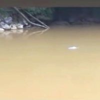 Kisah Remi, Pesut Mahakam Viral yang Terjebak dan Hidup Sendiri di Mahulu 