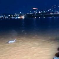 Lumba-Lumba Viral di Mahakam Picu Spekulasi, BKSDA Kaltim Ungkap Pemicunya