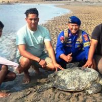 Penyu Lekang Terdampar di Balikpapan, Alarm bagi Habitat yang Kian Menyempit