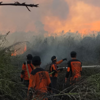Seminggu Terakhir, 128,8 Hektare Lahan di Paser Hangus Terbakar