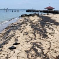 Viral! Pantai Beras Basah Bontang Tercemar Tumpahan Mirip Oli, DLH Belum Bersuara