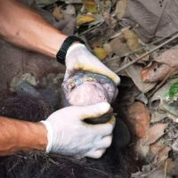Orangutan Berkeliaran di Jalan Hauling Kutim, Dipindahkan ke Hutan Kehje Sewen  