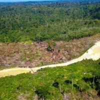 Sawit Tumbuh, Ekosistem Runtuh: Sisi Gelap Perambahan Hutan Lindung Sungai Wain