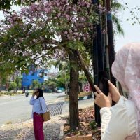 Bukan Jepang, Ini Balikpapan: Tabebuya Mekar Penuh di Sejumlah Jalan