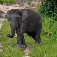 Habitat Gajah Kalimantan Kini Dilindungi, Jalan dan Kebun Wajib Perhatikan Jalur Jelajah