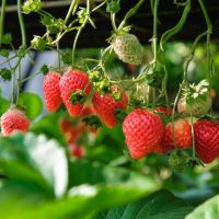 Manis dan Kaya Vitamin C, Ini 6 Khasiat Stroberi yang Jarang Diketahui