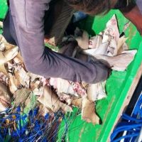Puluhan Hiu Dilindungi Ditangkap di Derawan, Jejak Nelayan Malaysia Terungkap