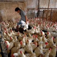 Produksi Ayam Kaltim Sudah Memenuhi 95 Persen Kebutuhan Pasar Lokal