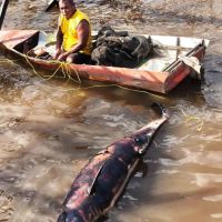 Lumba-Lumba yang Viral di Sungai Mahakam Ditemukan Mati di Loa Kulu