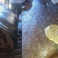 Ikan Kerapu Seberat 200 Kg Diduga Telah Memakan Manusia 