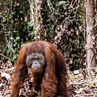 Kemarau Keringkan Kutim, Orangutan Menyingkir ke Jalan Hauling 