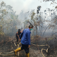 31,66 Hektare Karhutla Terbakar di Penajam, Tim Gabungan Berjibaku Maraton