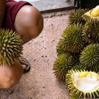 Berburu Durian Kelinjau dari Kebun Hutan: Manis untuk Lidah, Ramah untuk Alam