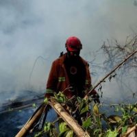 Cukupkah Sanksi Administratif bagi Perusahaan Penyebab Karhutla di Kalimantan?