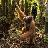 Karhutla Picu Orangutan Keluar Hutan, Konflik dengan Warga Kian Berulang