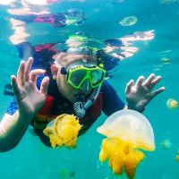 Keajaiban Kakaban, Danau Purba yang Menyimpan Evolusi Ubur-Ubur Langka